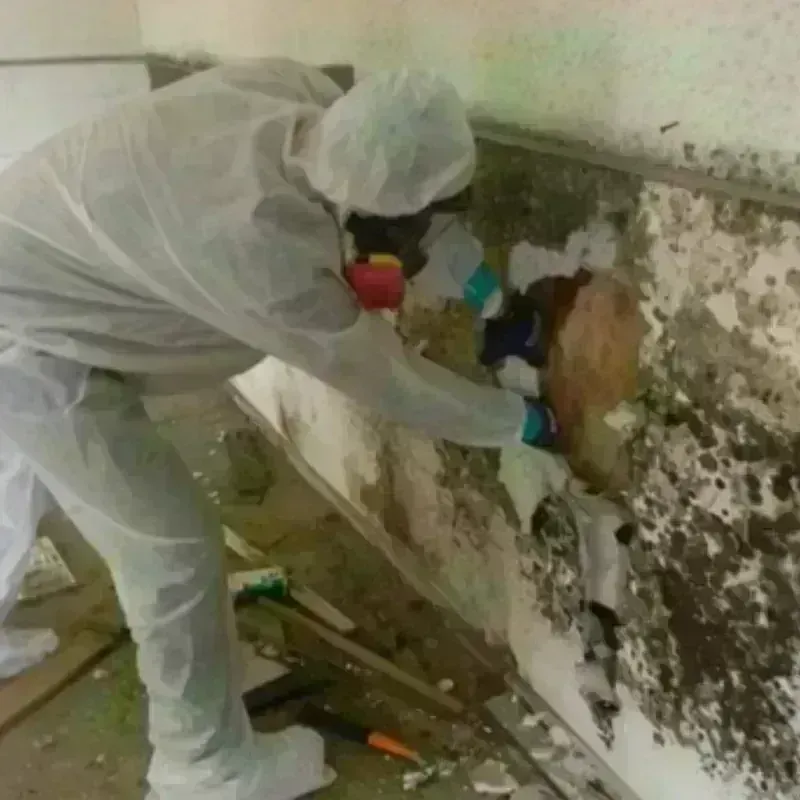 Mold Remediation and Removal in Woodmont, CT